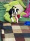 Bull and Terrier Puppies for sale in 18521 NW 84th Ave, Hialeah, FL 33015, USA. price: NA