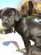 Bull and Terrier Puppies for sale in Lake Waukomis, MO 64151, USA. price: NA
