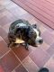 Bull and Terrier Puppies for sale in Homestead, FL, USA. price: NA