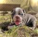 Bull and Terrier Puppies for sale in Philadelphia, PA, USA. price: $900