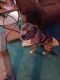 Bull and Terrier Puppies for sale in O'Fallon, IL, USA. price: $300