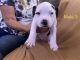 Bull and Terrier Puppies