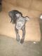 Bull and Terrier Puppies for sale in Amarillo, TX, USA. price: $300