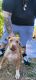 Bull and Terrier Puppies for sale in Martinez, CA 94553, USA. price: NA