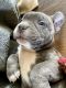 Bull and Terrier Puppies for sale in Del Norte, CO 81132, USA. price: NA