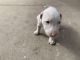 Bull and Terrier Puppies for sale in San Diego, CA, USA. price: $100