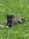 Bull and Terrier Puppies for sale in Arlington, TX, USA. price: $50