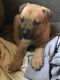 Bull and Terrier Puppies for sale in 8350 Molina St, Navarre, FL 32566, USA. price: $100