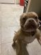 Bull and Terrier Puppies for sale in Sugar Land, TX, USA. price: $6,500