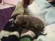 Bull and Terrier Puppies for sale in Las Cruces, NM, USA. price: $1,000