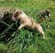 Bull and Terrier Puppies for sale in Ohio City, OH 45874, USA. price: NA