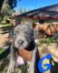 Bull and Terrier Puppies for sale in 1002 Tribune St, Redlands, CA 92374, USA. price: $300