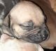 Bull and Terrier Puppies for sale in Las Vegas, NV 89110, USA. price: NA