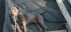 Bull and Terrier Puppies for sale in Bexar County, TX, USA. price: $400