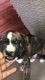 Bull and Terrier Puppies for sale in Dallas, TX, USA. price: $200