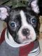 Bull and Terrier Puppies for sale in Austintown, OH, USA. price: $900