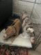 Bull and Terrier Puppies for sale in Atlanta, GA, USA. price: NA