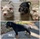 Bull and Terrier Puppies for sale in Orlando, FL, USA. price: NA