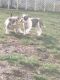 Bull and Terrier Puppies for sale in Utica, NY 13501, USA. price: NA