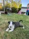 Bull and Terrier Puppies for sale in Elizabethtown, NC 28337, USA. price: NA