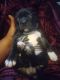 Bull and Terrier Puppies for sale in Rochester, NY, USA. price: NA