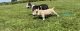 Bull and Terrier Puppies for sale in Deale, MD, USA. price: NA