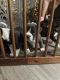 Bull and Terrier Puppies for sale in Yakima, WA 98902, USA. price: $500,700