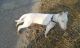 Bull and Terrier Puppies for sale in Chandigarh, India. price: 15000 INR