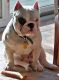 Bull and Terrier Puppies for sale in Milwaukee, WI, USA. price: NA