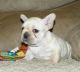 Bull and Terrier Puppies for sale in Glendale, AZ, USA. price: NA