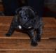 Bull and Terrier Puppies for sale in Jacksonville, FL, USA. price: NA