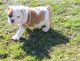 Bull and Terrier Puppies for sale in Los Angeles, CA, USA. price: NA