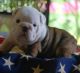 Bull and Terrier Puppies for sale in Montgomery, AL, USA. price: NA