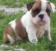 Bull and Terrier Puppies for sale in Alexander City, AL, USA. price: NA
