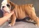 Bull and Terrier Puppies for sale in Birmingham, AL, USA. price: NA