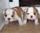 Bull and Terrier Puppies for sale in Philadelphia, PA, USA. price: $300
