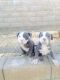 Bull and Terrier Puppies for sale in Adamstown, PA, USA. price: $60