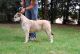 Bull and Terrier Puppies for sale in Urbana, OH 43078, USA. price: NA