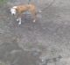 Bull and Terrier Puppies for sale in Hastings, FL 32145, USA. price: $300