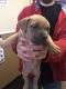 Bull and Terrier Puppies for sale in Taylor, MI 48180, USA. price: $550