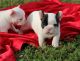 Bull and Terrier Puppies