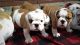Bull and Terrier Puppies for sale in Los Angeles, CA, USA. price: $450