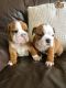 Bull and Terrier Puppies for sale in Los Angeles, CA, USA. price: $450