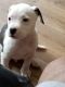 Bull and Terrier Puppies for sale in St Marys, GA 31558, USA. price: NA