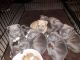 Bull and Terrier Puppies for sale in Romulus, MI, USA. price: $250