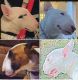 Bull and Terrier Puppies for sale in North Hollywood, Los Angeles, CA, USA. price: $3,500