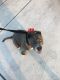 Bull and Terrier Puppies for sale in Corona, CA, USA. price: $300