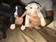 Bull and Terrier Puppies for sale in Vineland, NJ, USA. price: $800