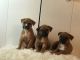 Bull and Terrier Puppies for sale in Chicago Loop, Chicago, IL, USA. price: $350