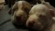 Bull and Terrier Puppies for sale in St. Petersburg, FL, USA. price: $350